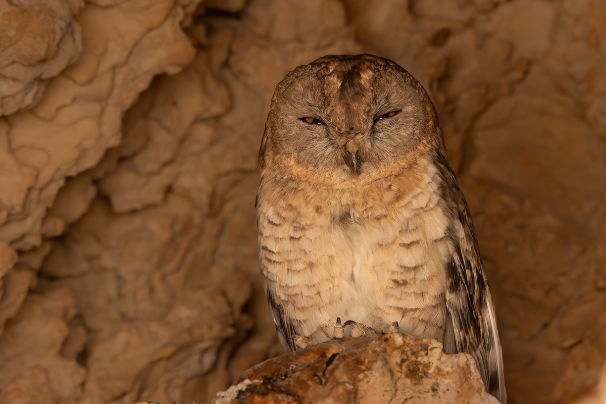 Desert Owl - ML624513332