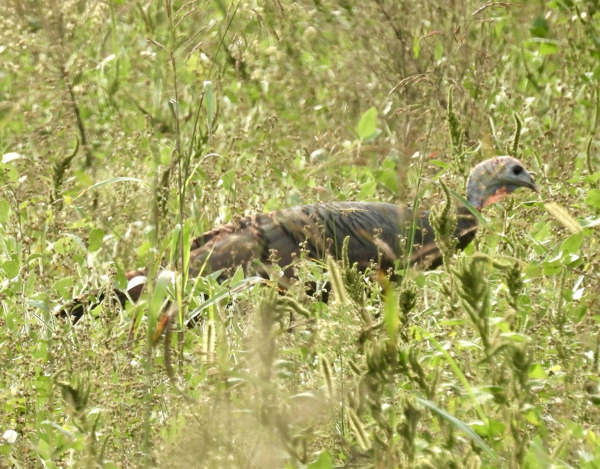 Guajolote Gallipavo - ML624513371