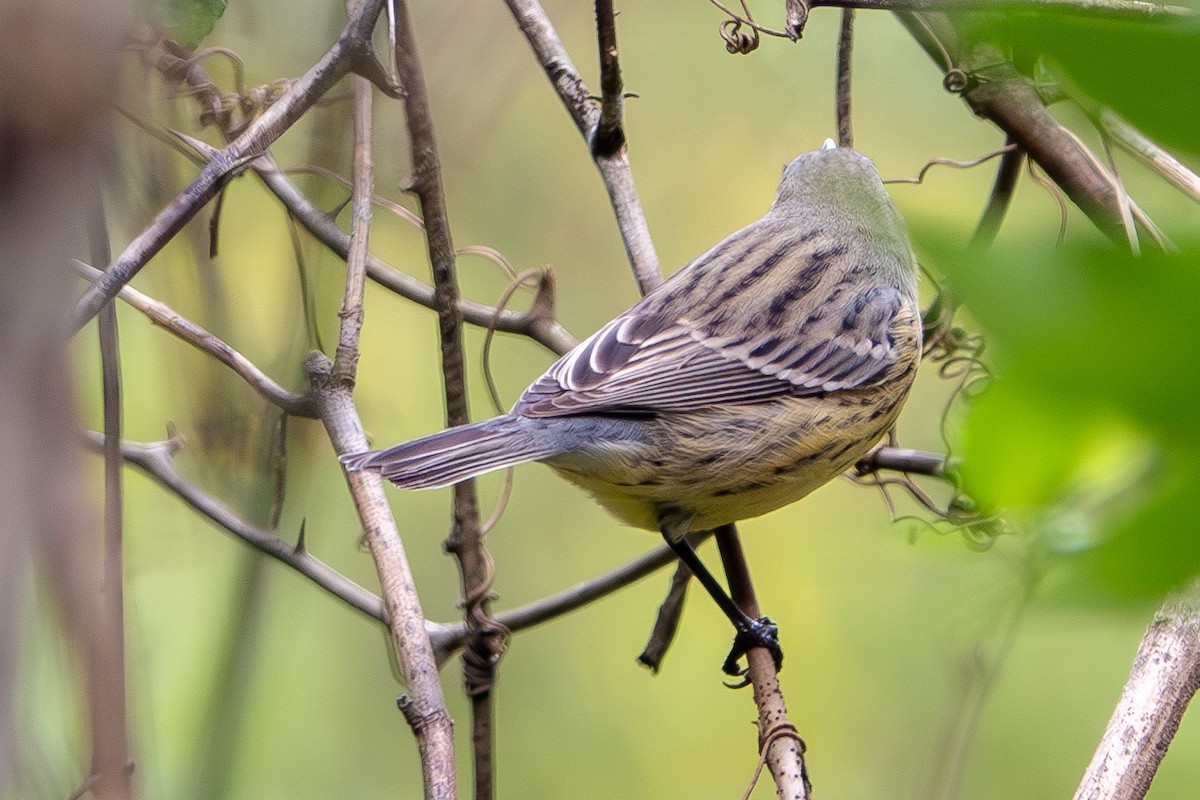 Kirtland's Warbler - ML624513376