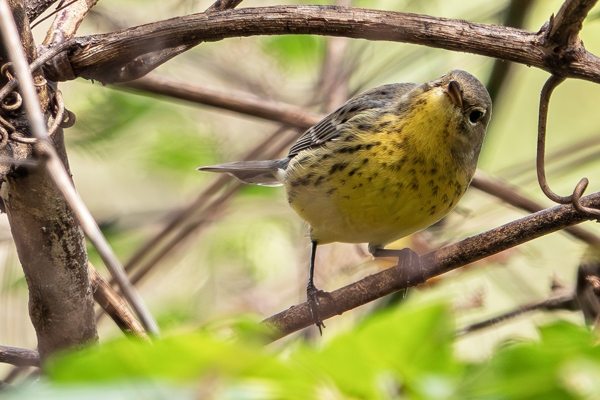 Kirtland's Warbler - ML624513377