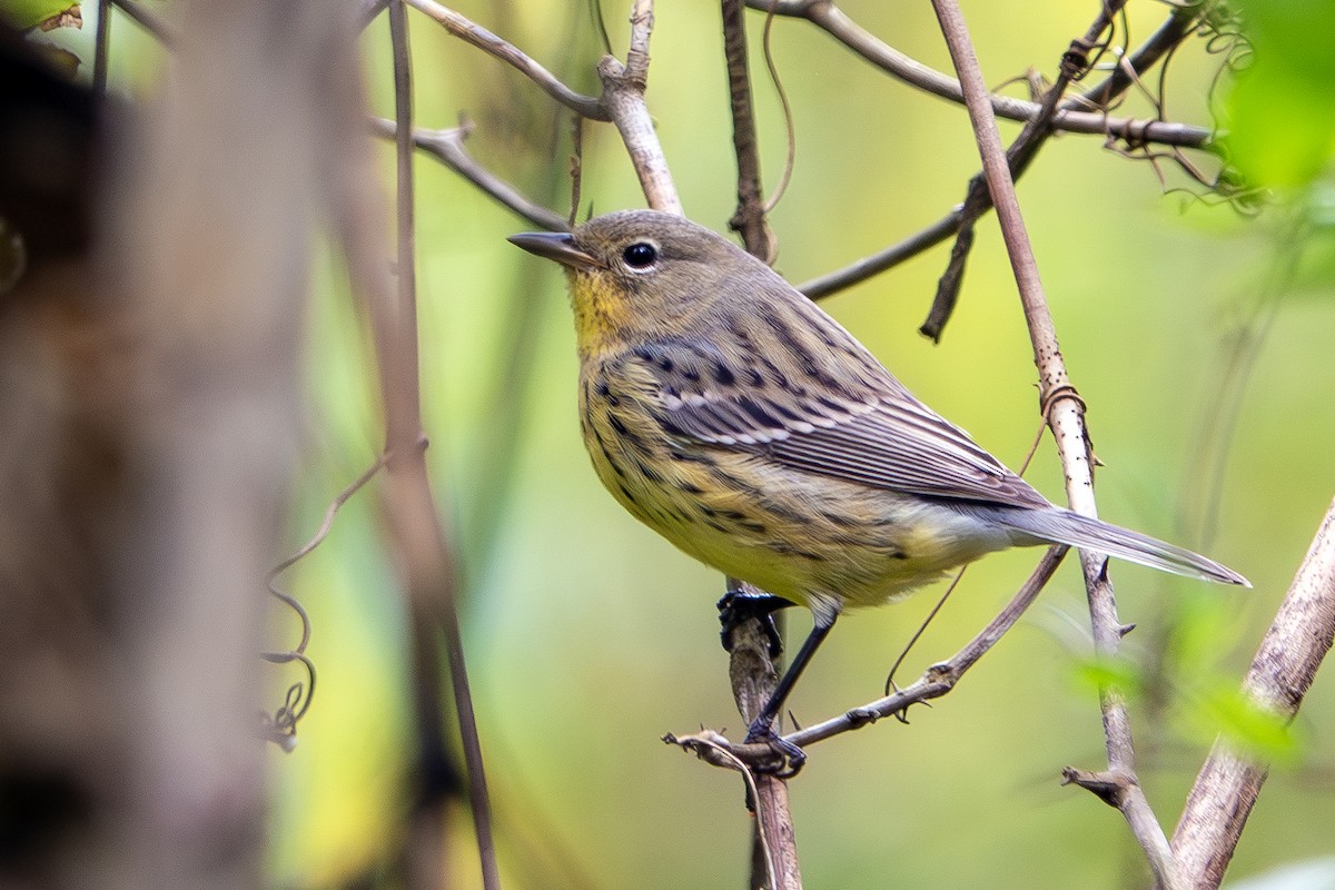 Kirtland's Warbler - ML624513378