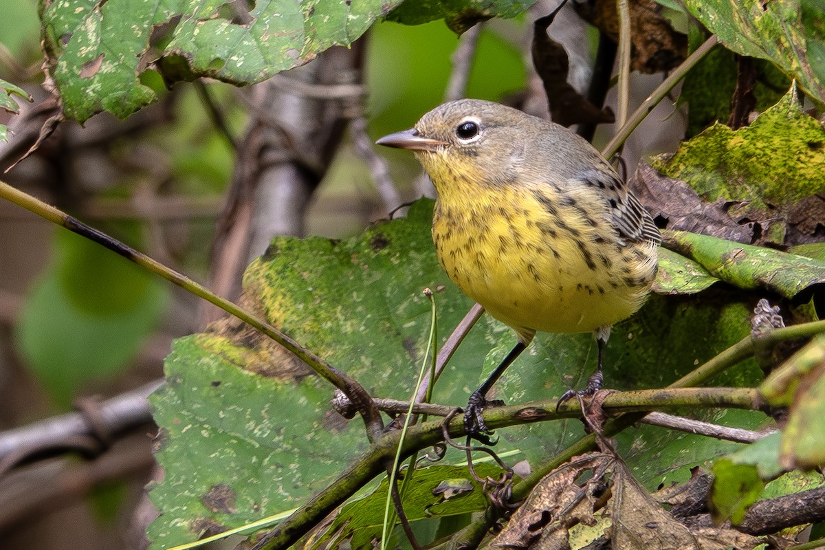 Kirtland's Warbler - Vic Laubach