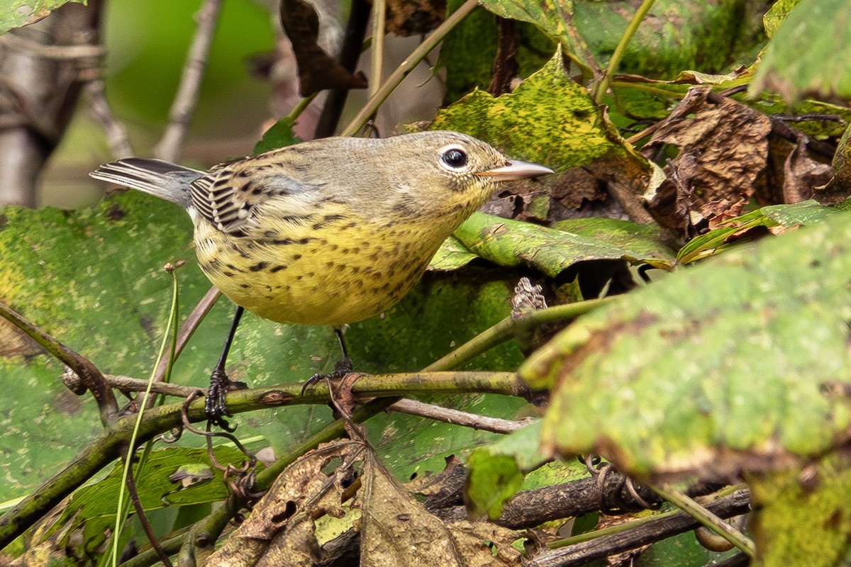 Kirtland's Warbler - ML624513380