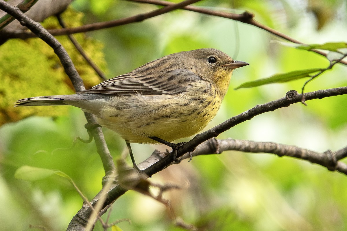 Kirtland's Warbler - Vic Laubach