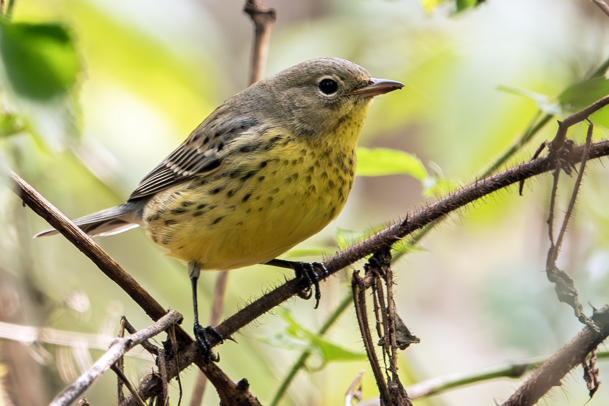 Kirtland's Warbler - ML624513382