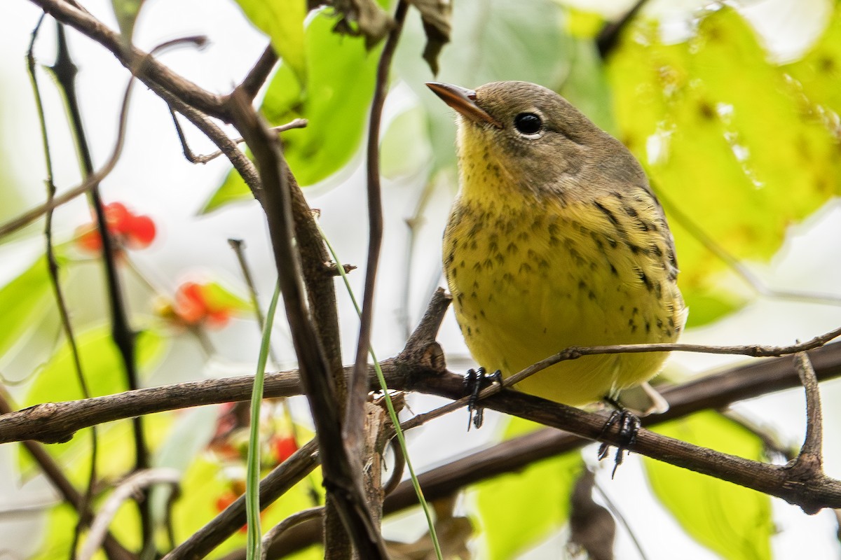 Kirtland's Warbler - ML624513383