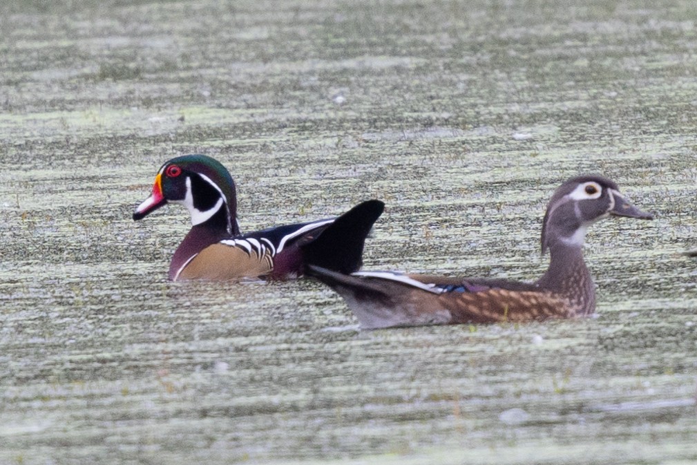 Wood Duck - ML624513431