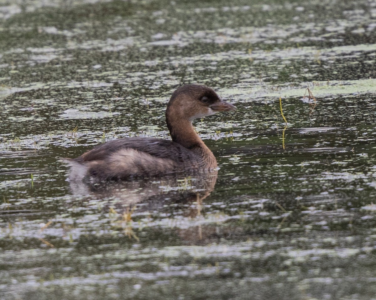 Pied-billed Grebe - ML624513433