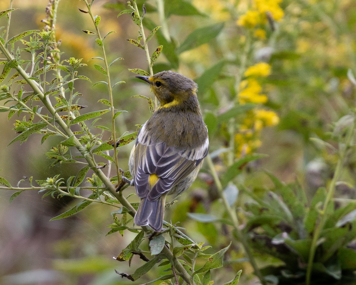 Cape May Warbler - ML624513438