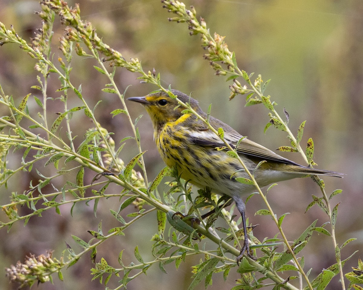 Cape May Warbler - ML624513439