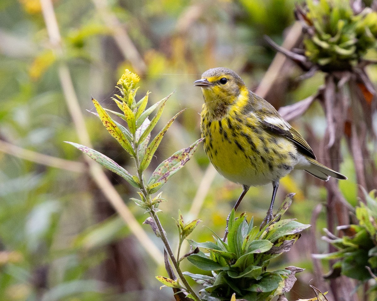 Cape May Warbler - ML624513440