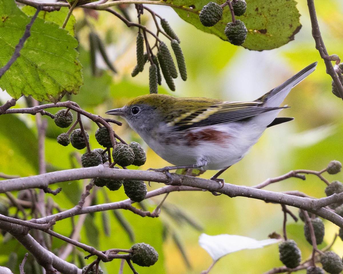 Chestnut-sided Warbler - Dixie Sommers