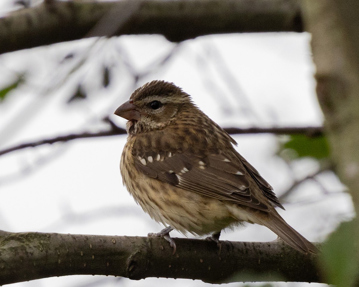 Rose-breasted Grosbeak - ML624513453