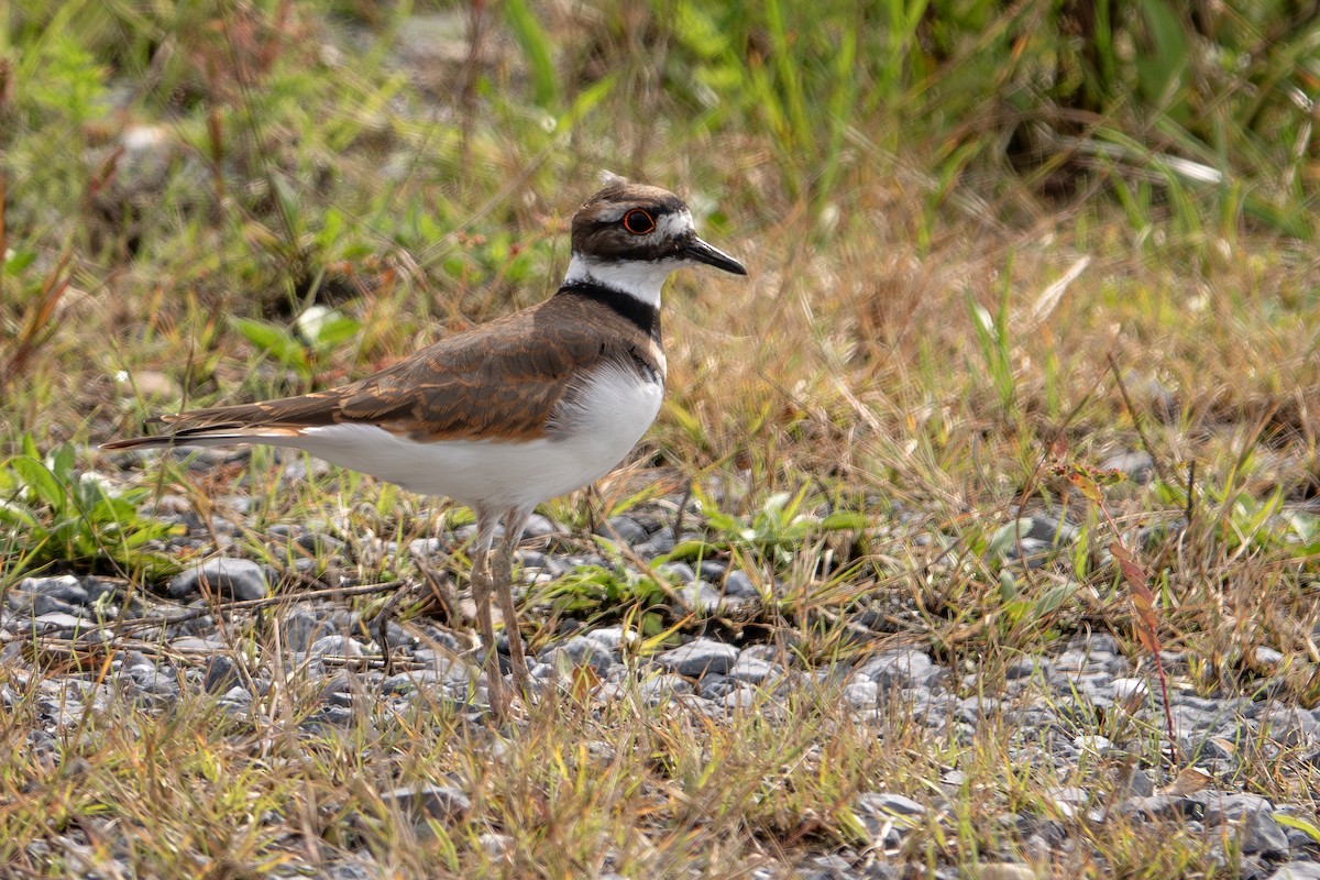 Killdeer - ML624513479