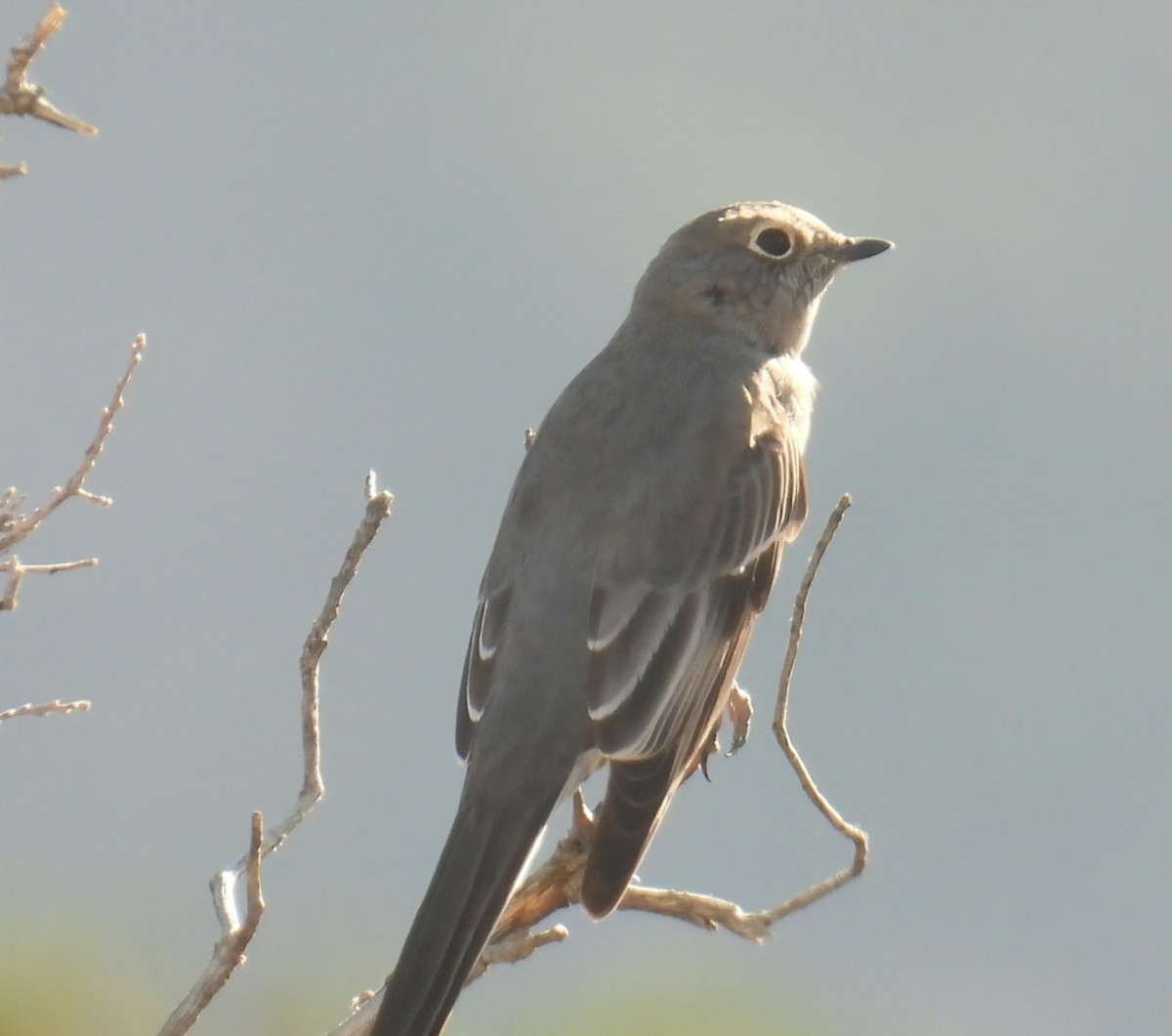 Townsend's Solitaire - Billy Medley