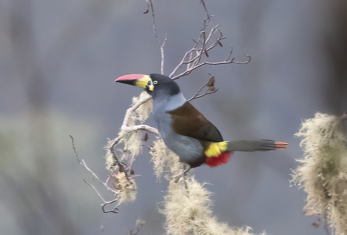 Gray-breasted Mountain-Toucan - ML624513491