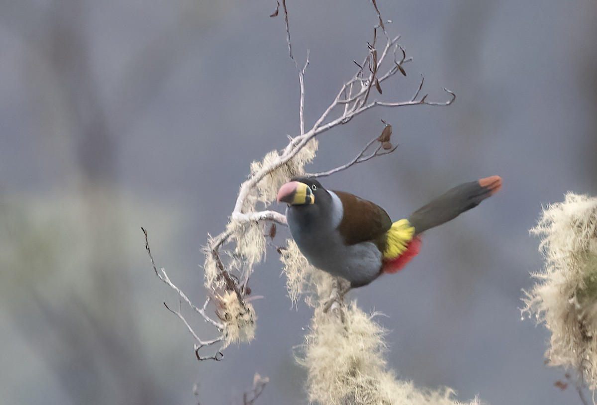 Gray-breasted Mountain-Toucan - ML624513504