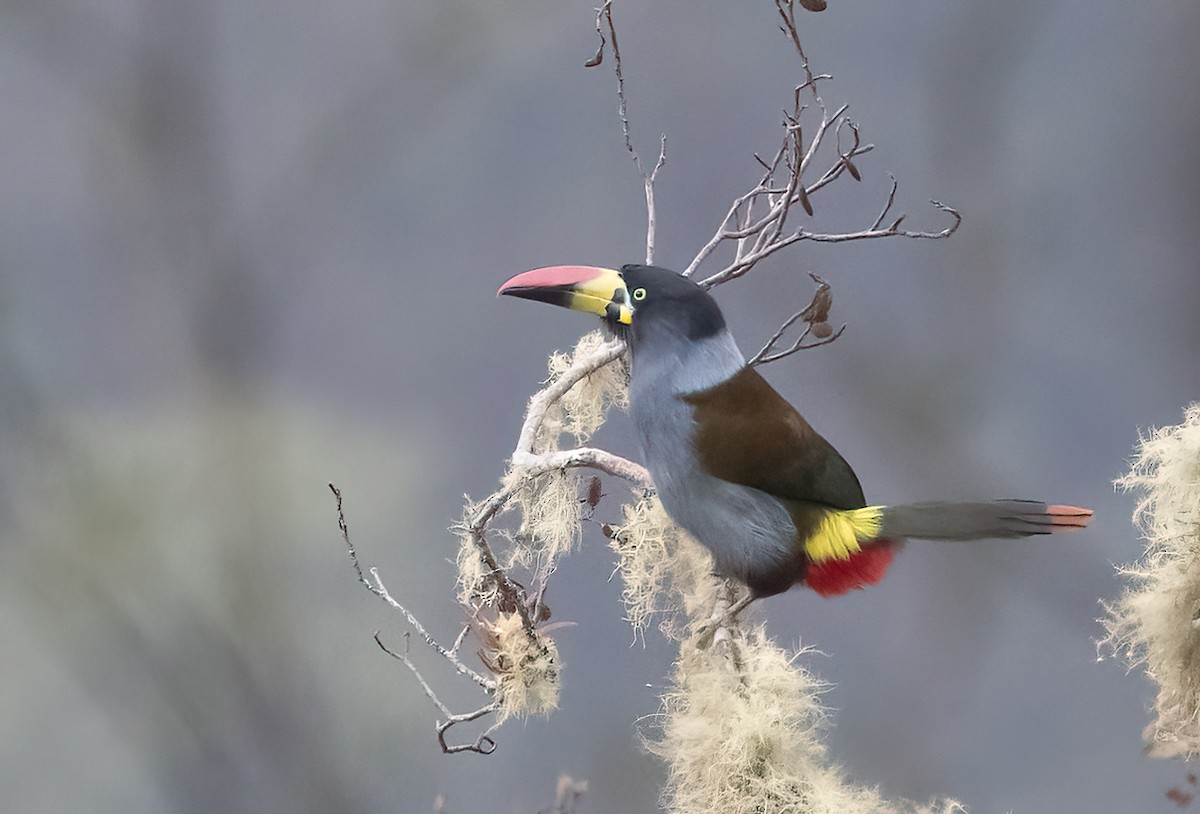 Gray-breasted Mountain-Toucan - ML624513506