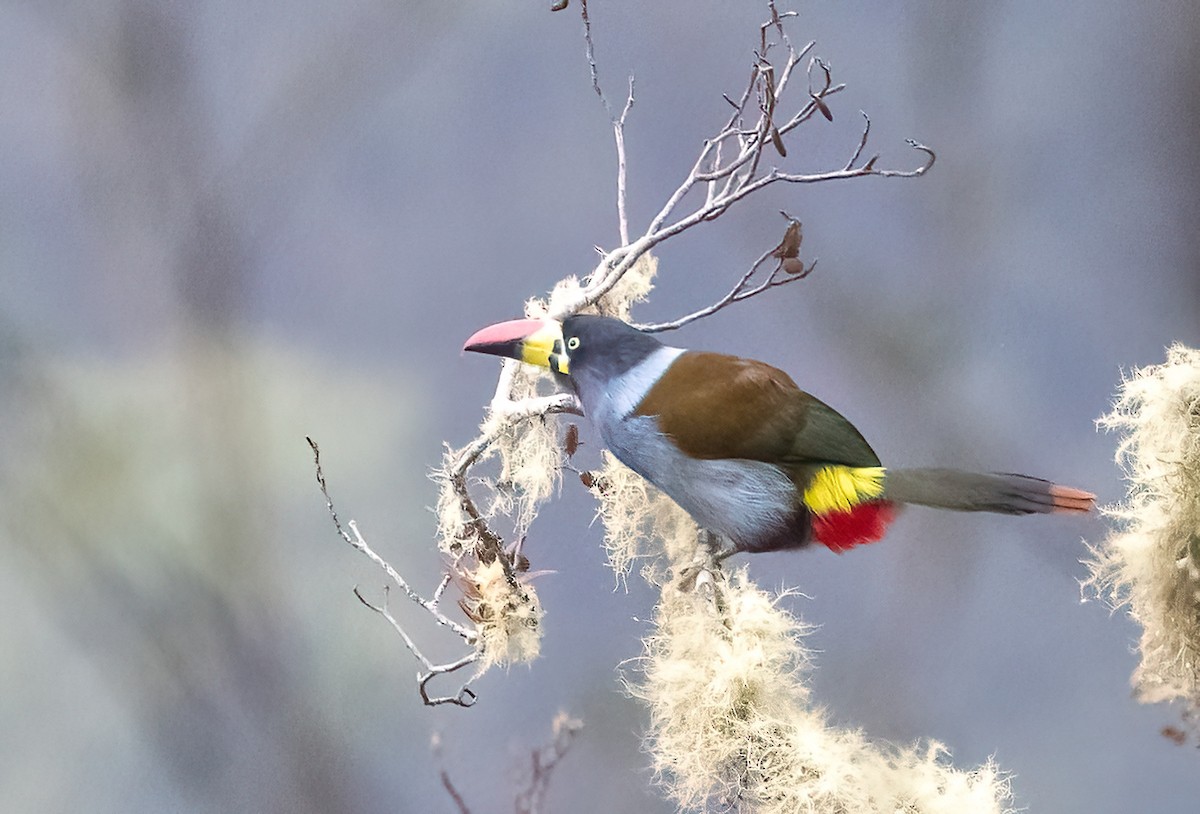 Gray-breasted Mountain-Toucan - ML624513507