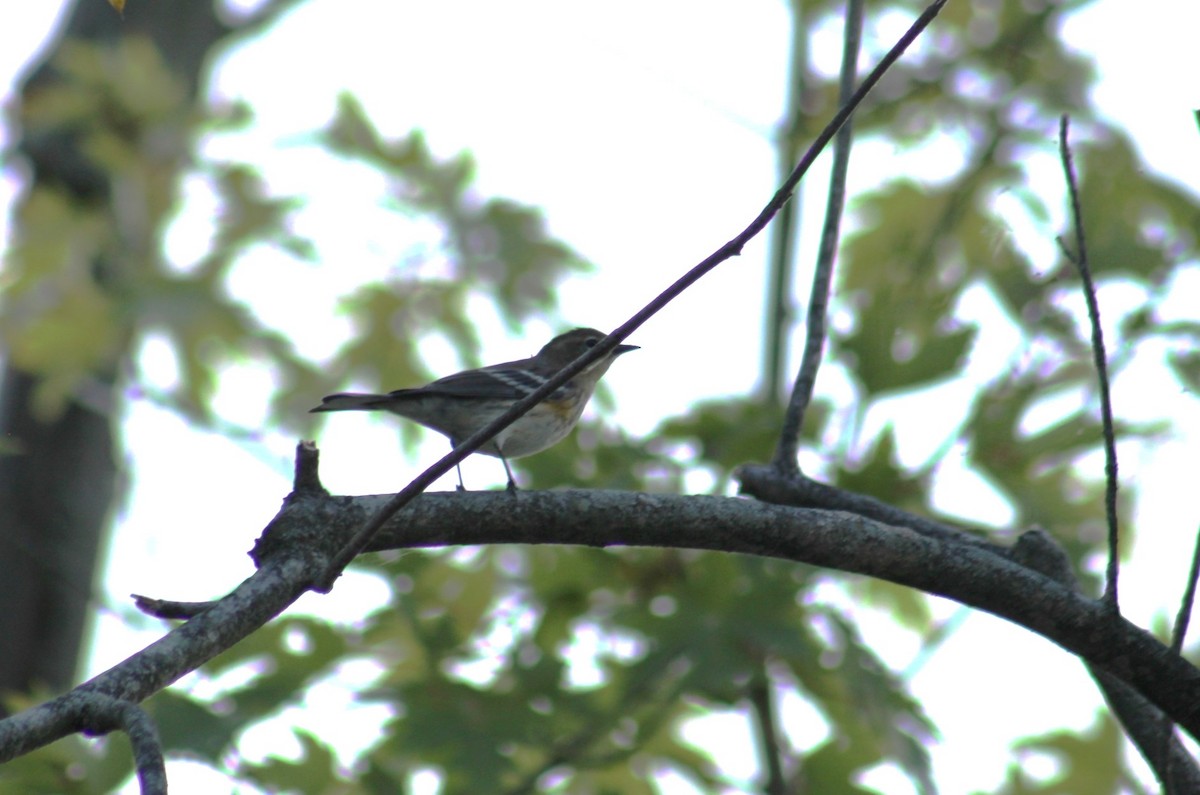 Yellow-rumped Warbler - Deborah  Hansen