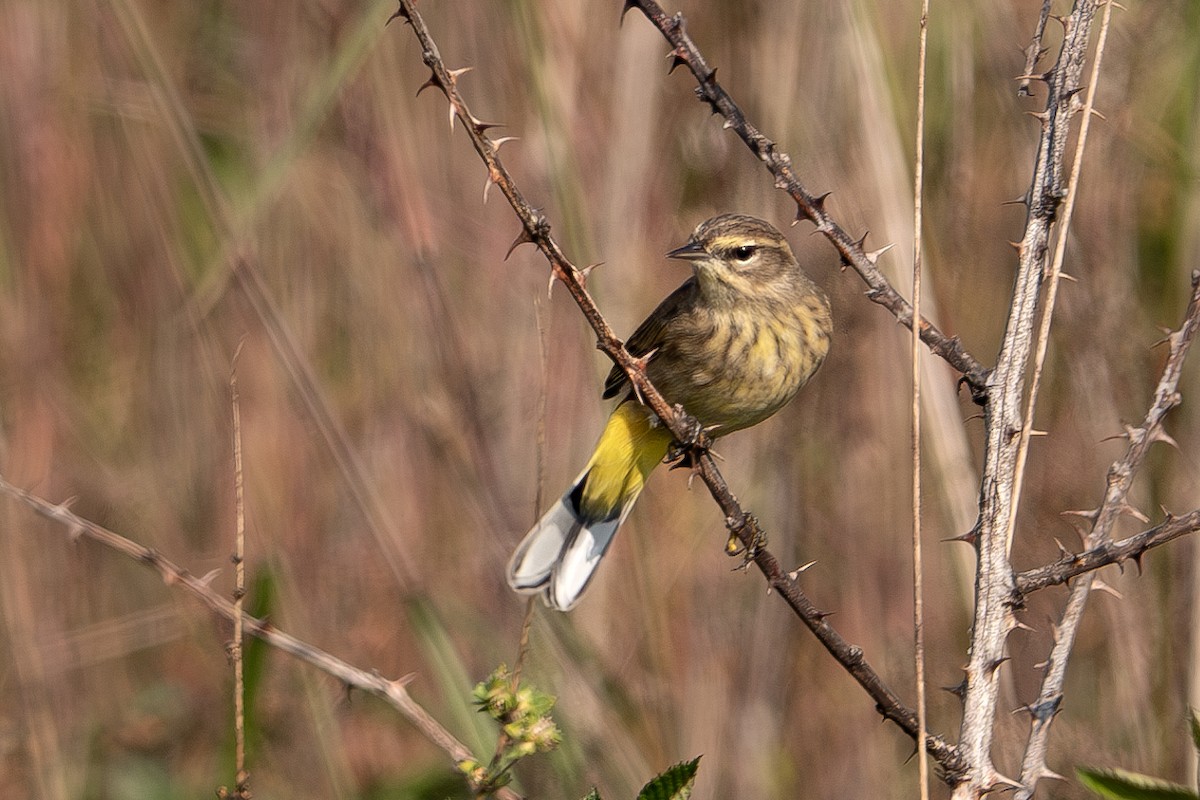 Palm Warbler - ML624513555