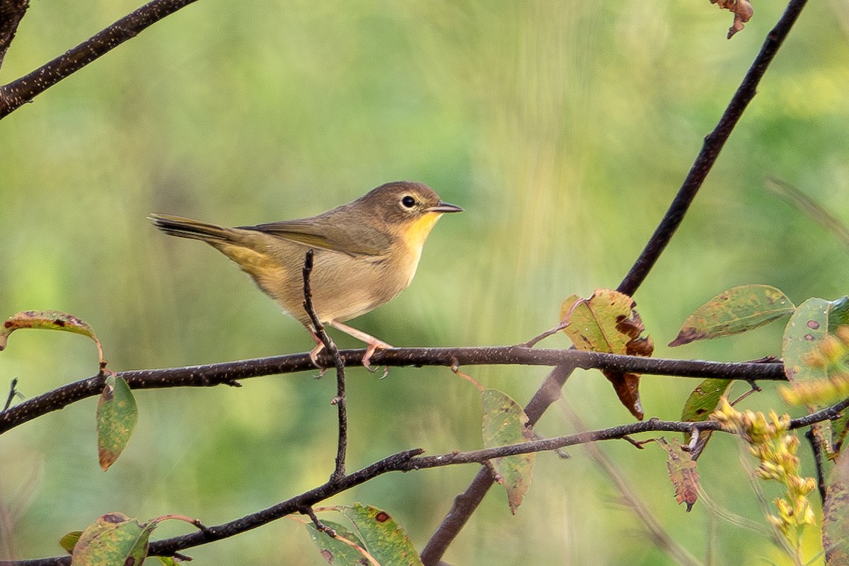 Common Yellowthroat - ML624513559