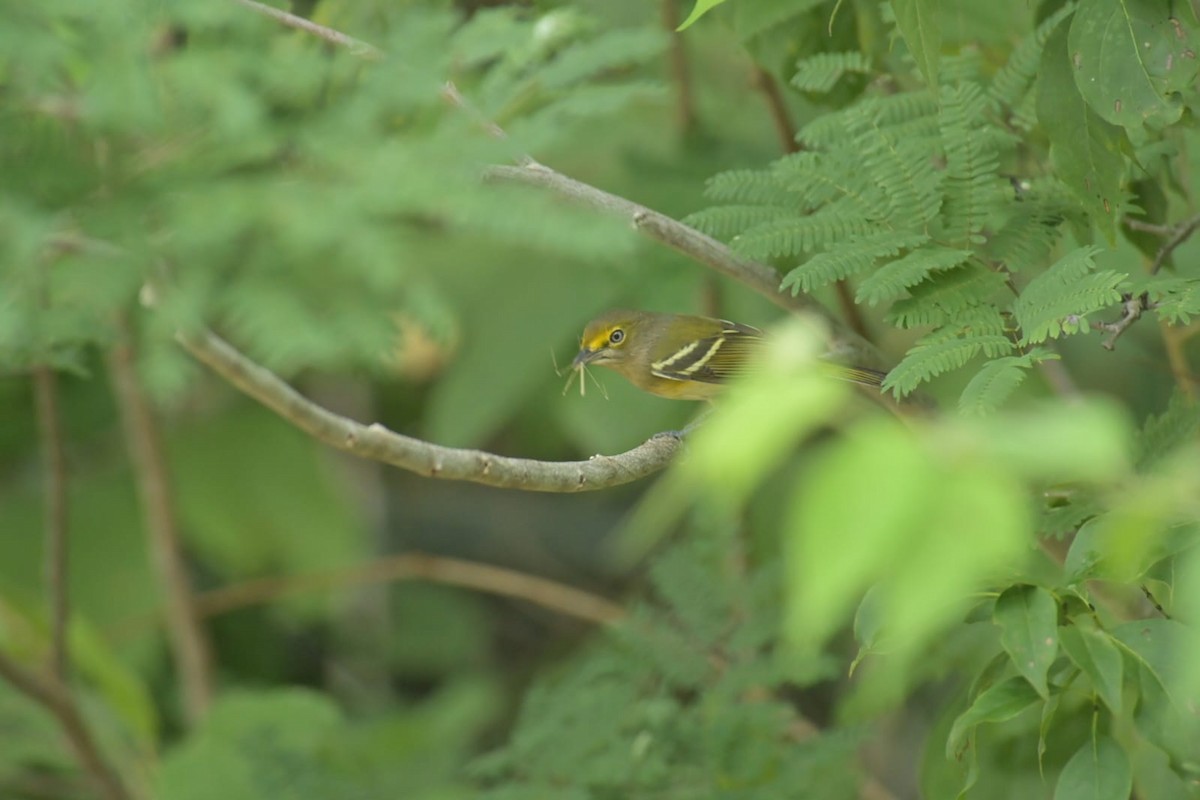 Vireo Ojiblanco - ML624513568