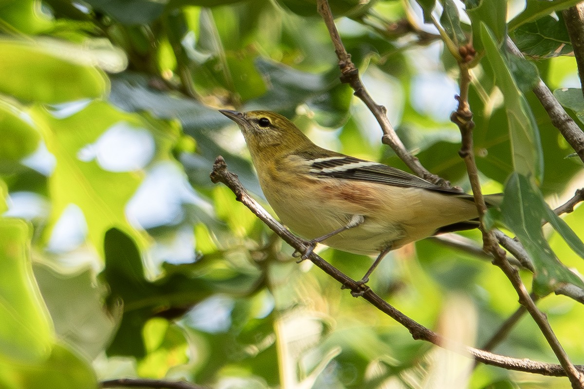 Bay-breasted Warbler - ML624513601