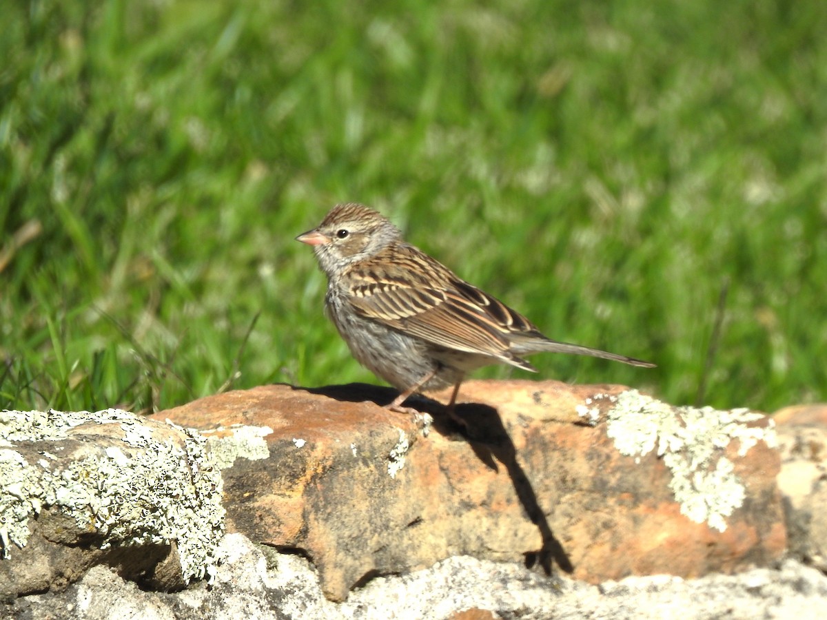 Chipping Sparrow - ML624513622