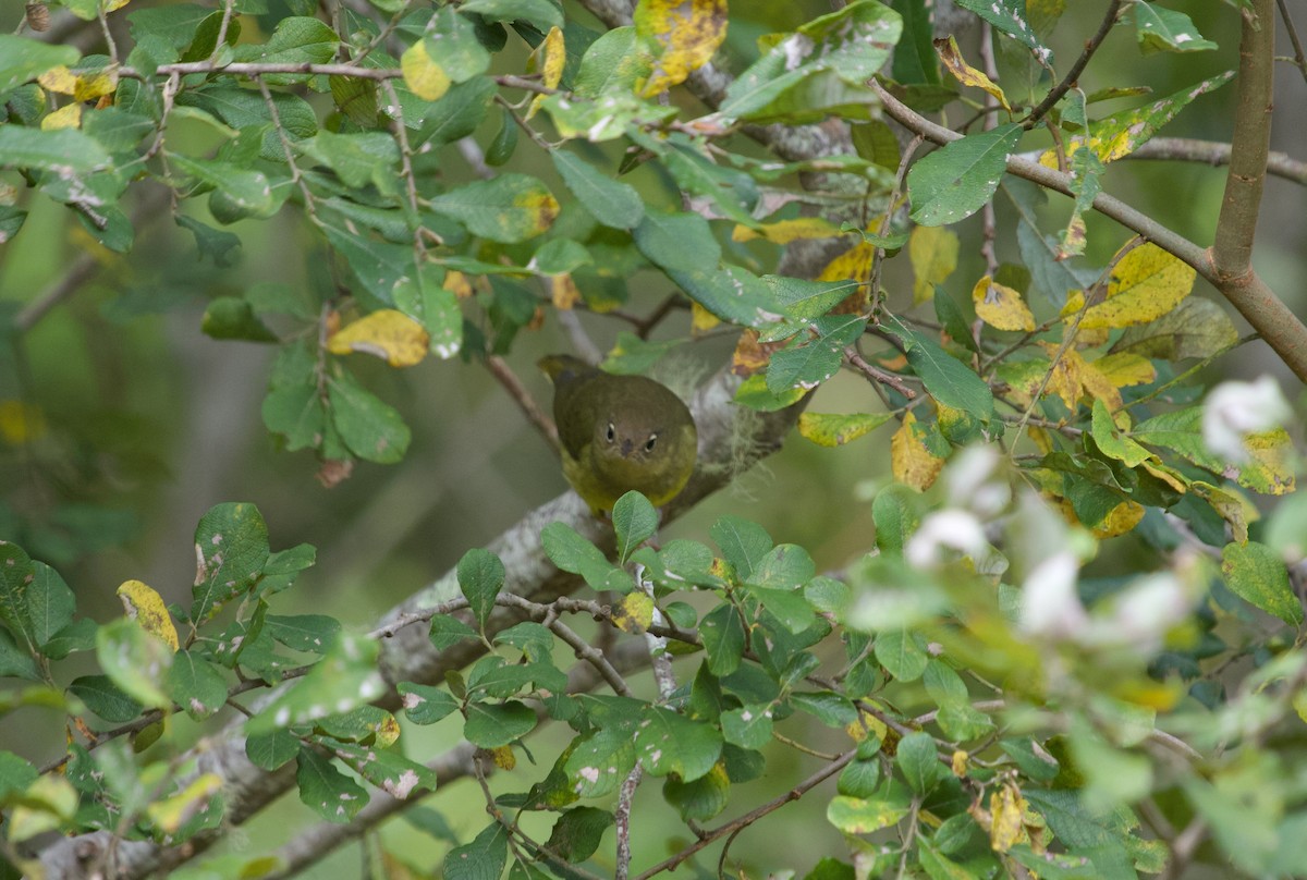 Connecticut Warbler - ML624513624