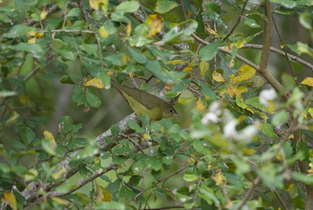 Connecticut Warbler - ML624513625