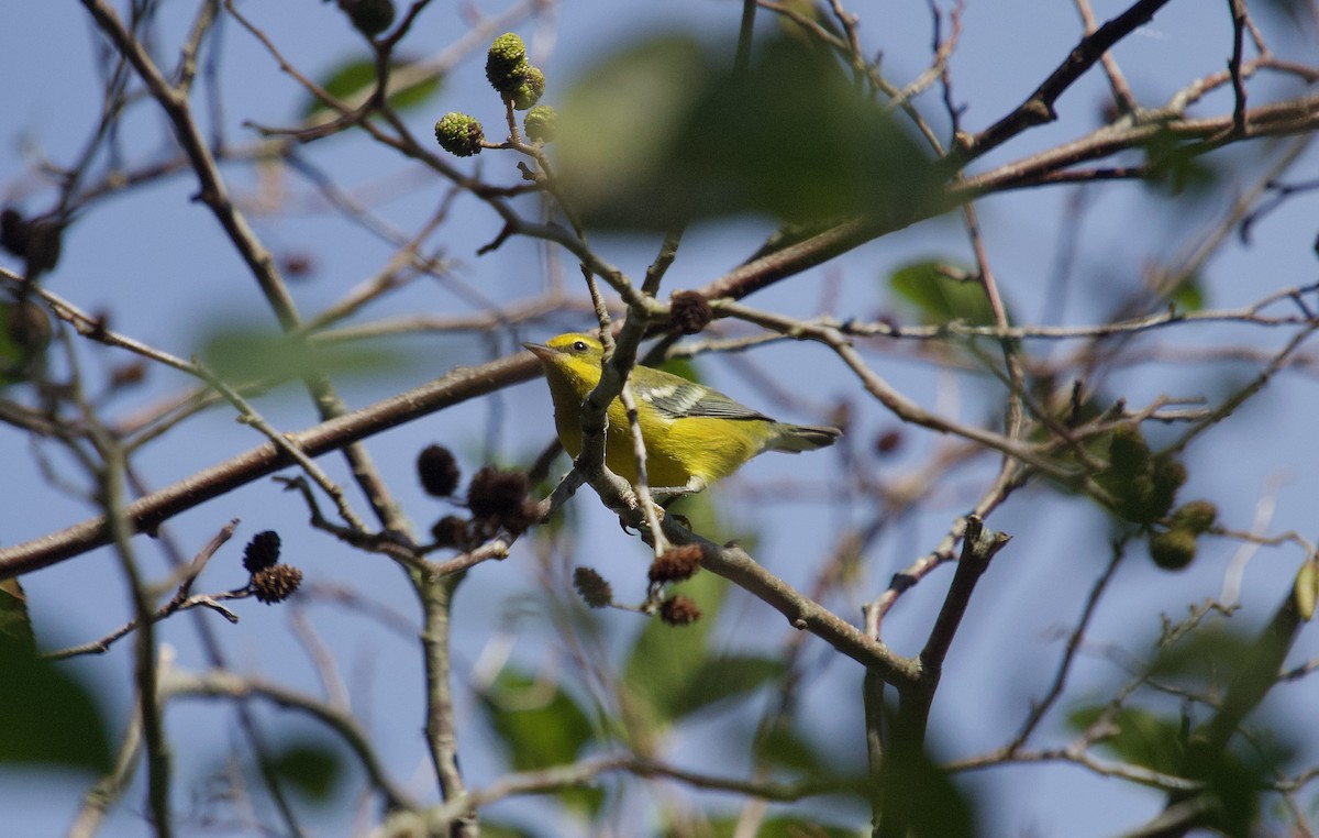 Lawrence's Warbler (hybrid) - ML624513636