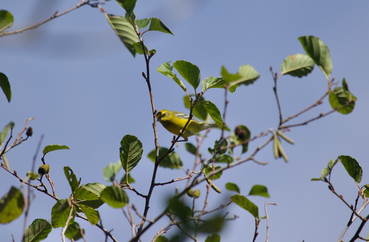 Lawrence's Warbler (hybrid) - ML624513637