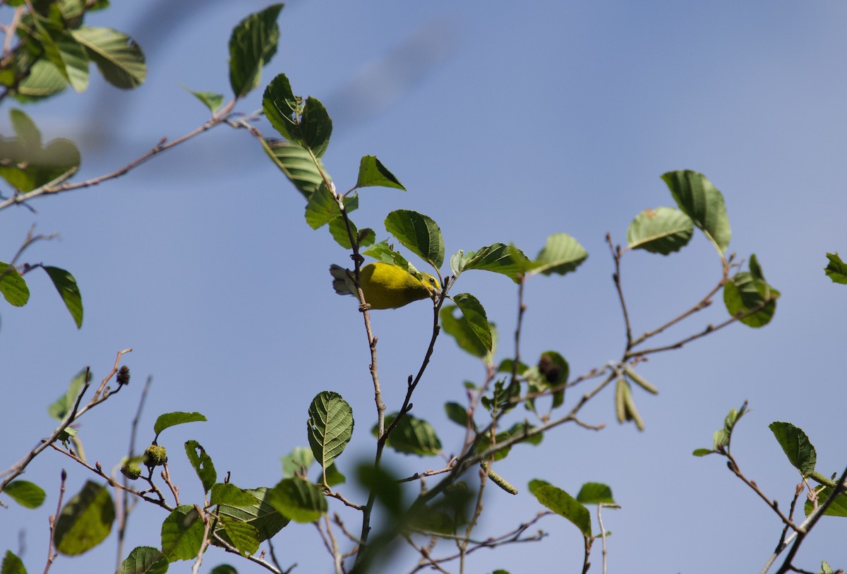 Lawrence's Warbler (hybrid) - ML624513638