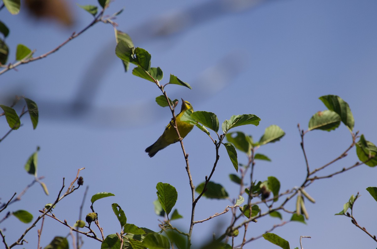 Lawrence's Warbler (hybrid) - ML624513640