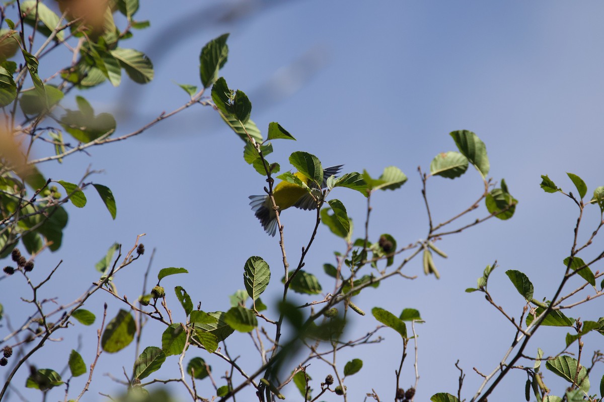 Lawrence's Warbler (hybrid) - ML624513641