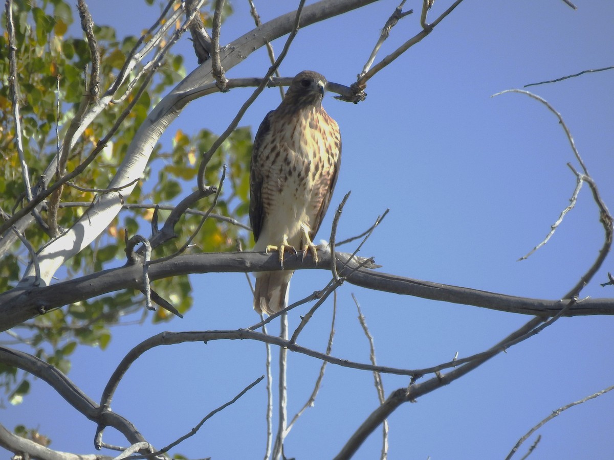 Red-tailed Hawk - ML624513659