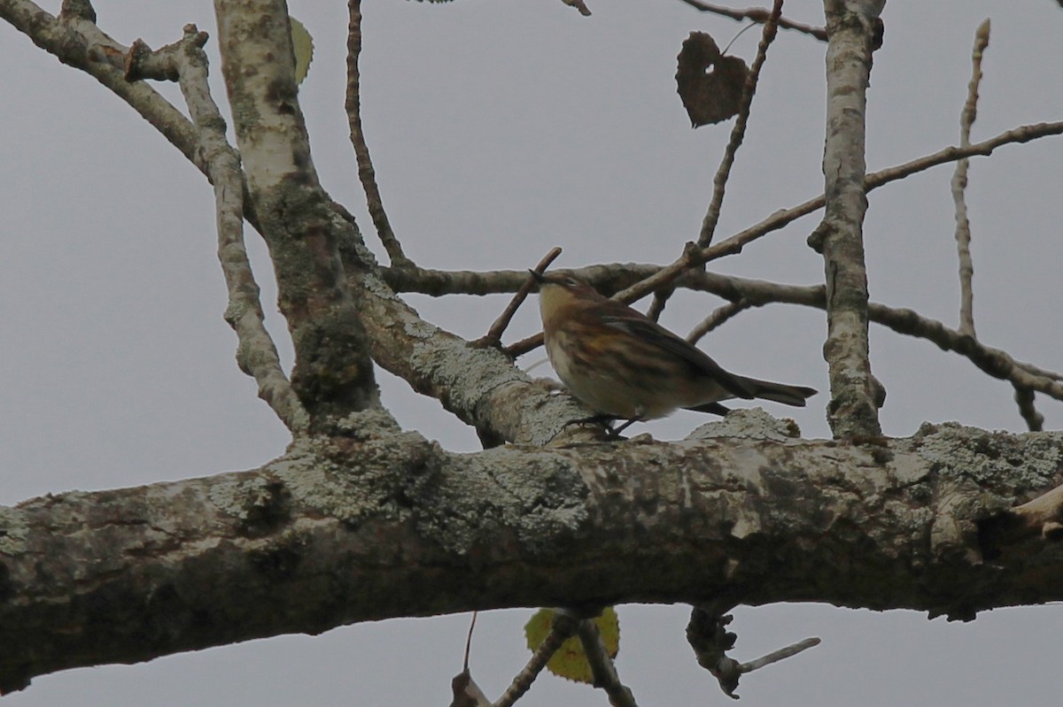 Yellow-rumped Warbler - ML624513660