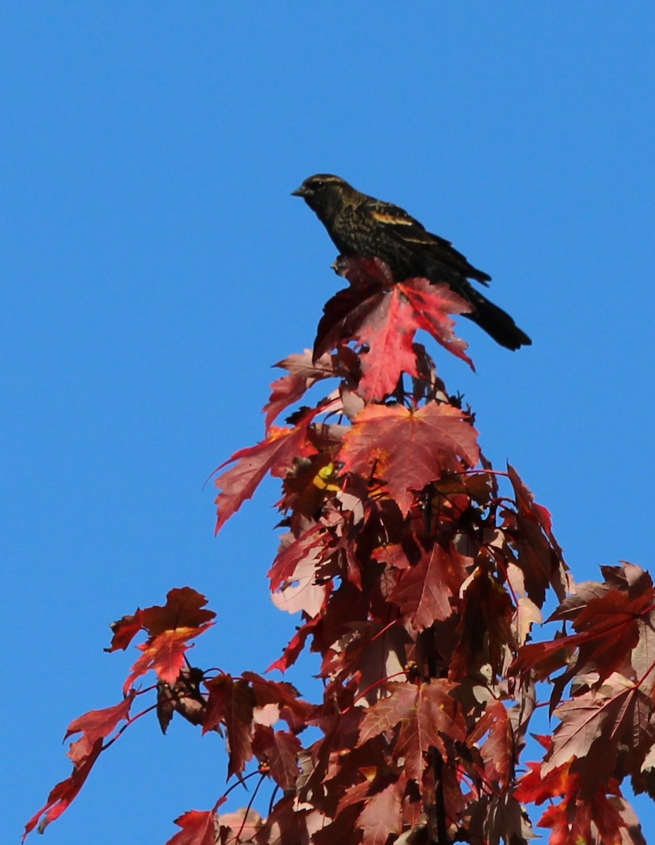 Red-winged Blackbird - ML624513667