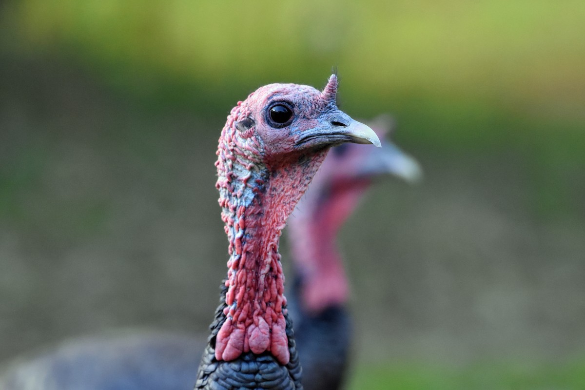 Wild Turkey - ML624513684