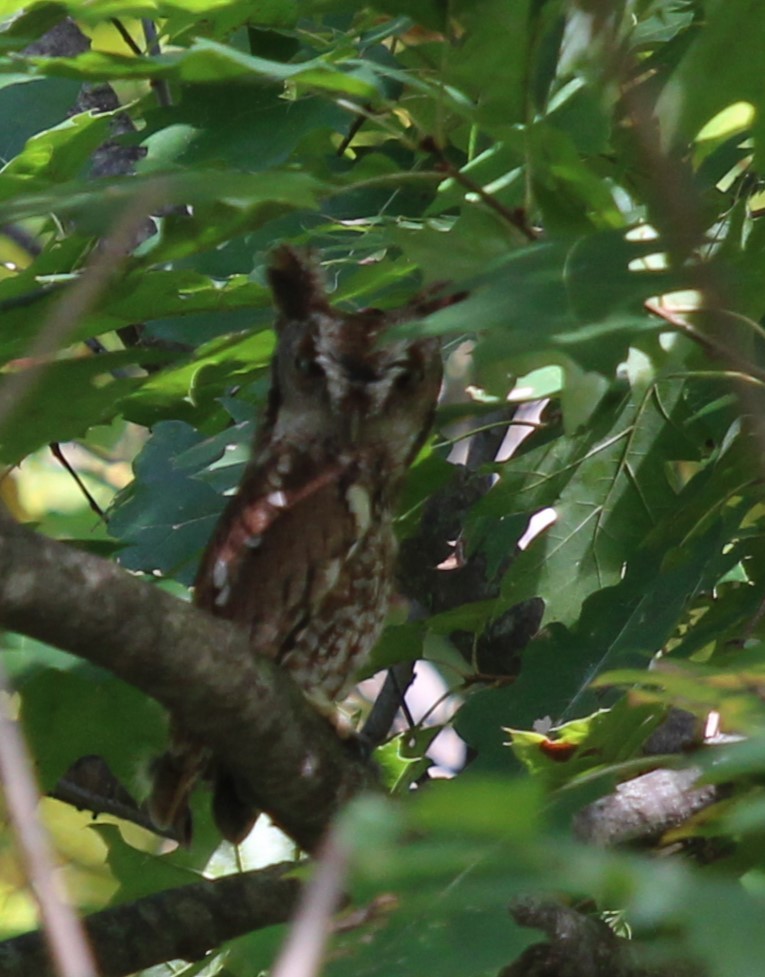 Eastern Screech-Owl - ML624513688