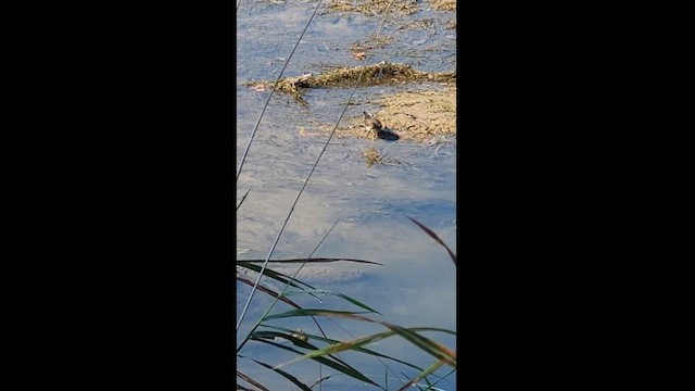 Solitary Sandpiper - ML624513691