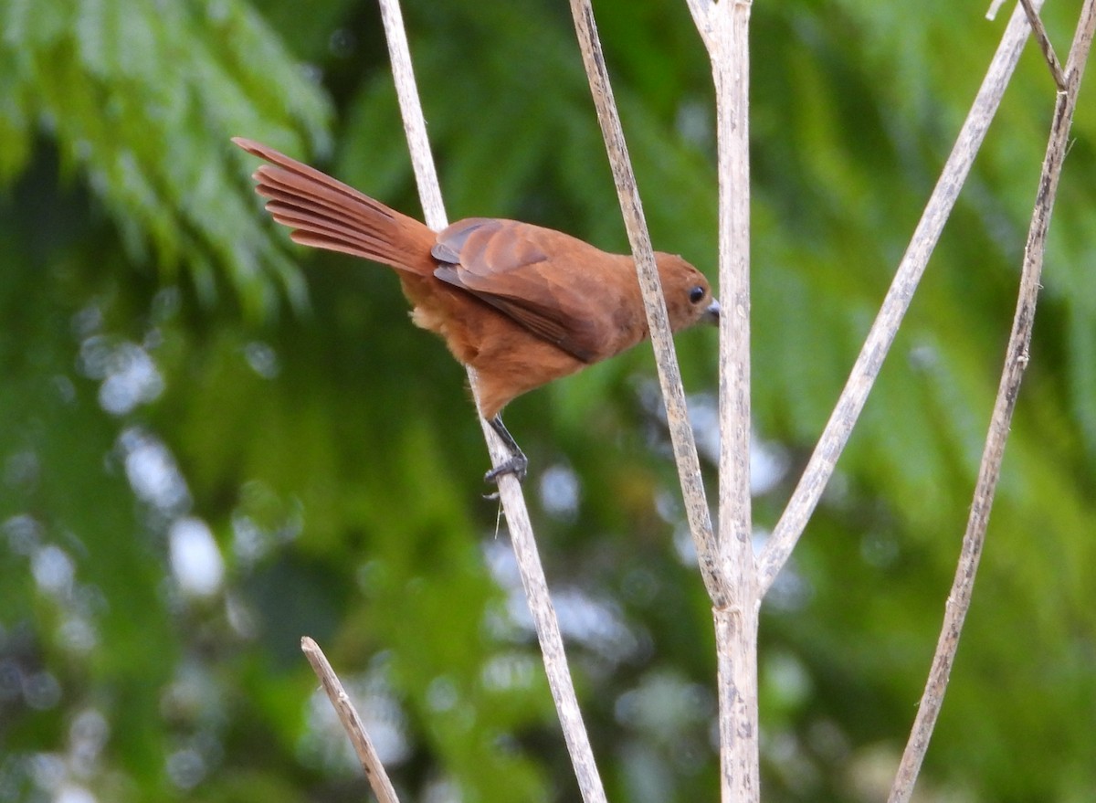 White-lined Tanager - ML624513725