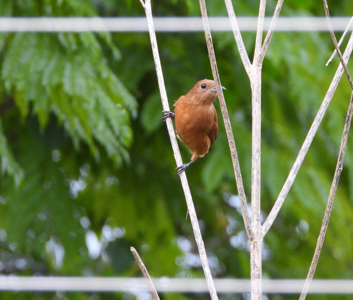 White-lined Tanager - ML624513726