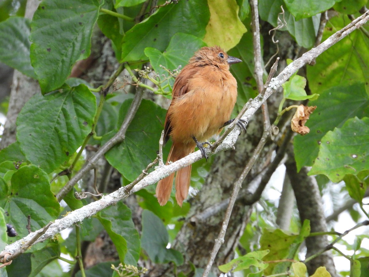 White-lined Tanager - ML624513727