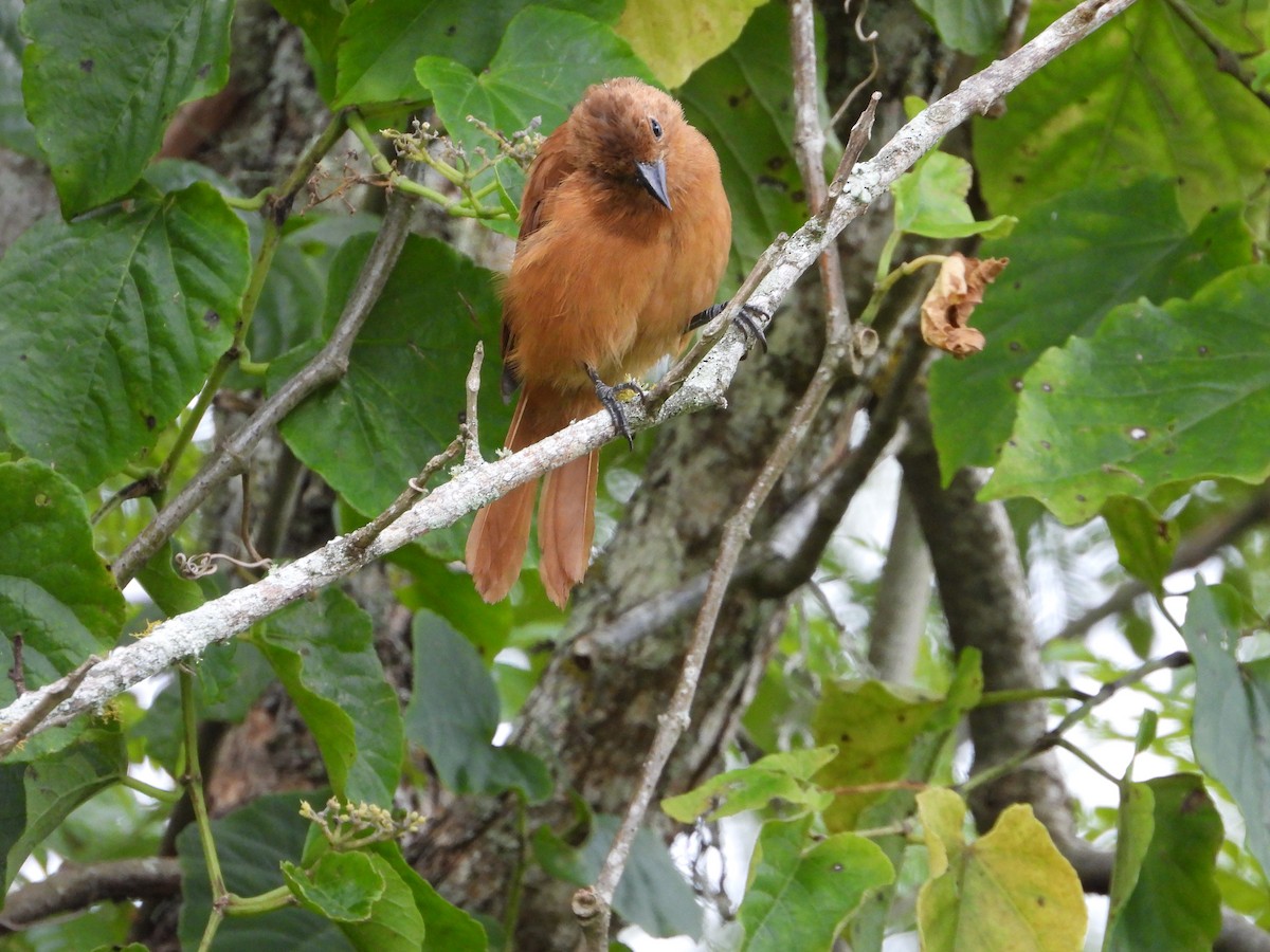 White-lined Tanager - ML624513728