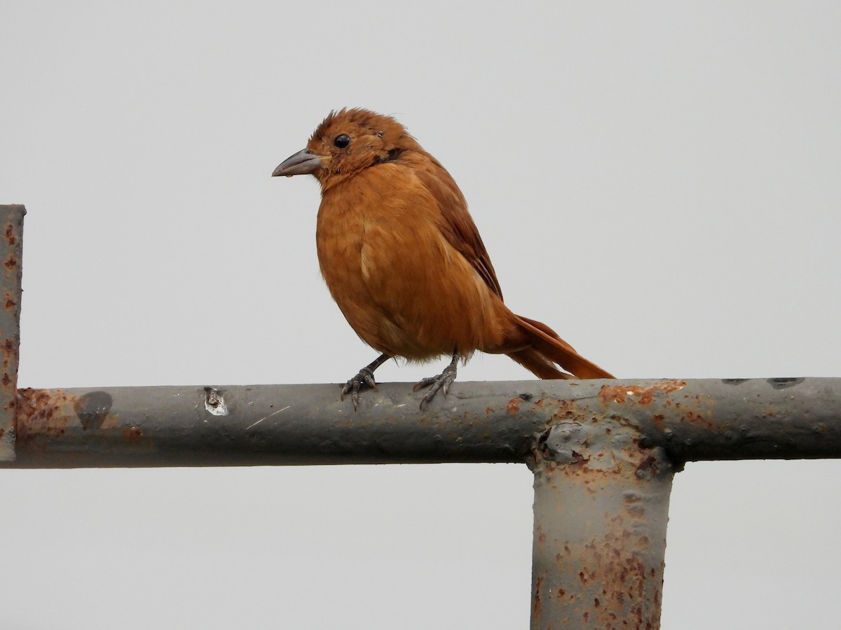 White-lined Tanager - ML624513729