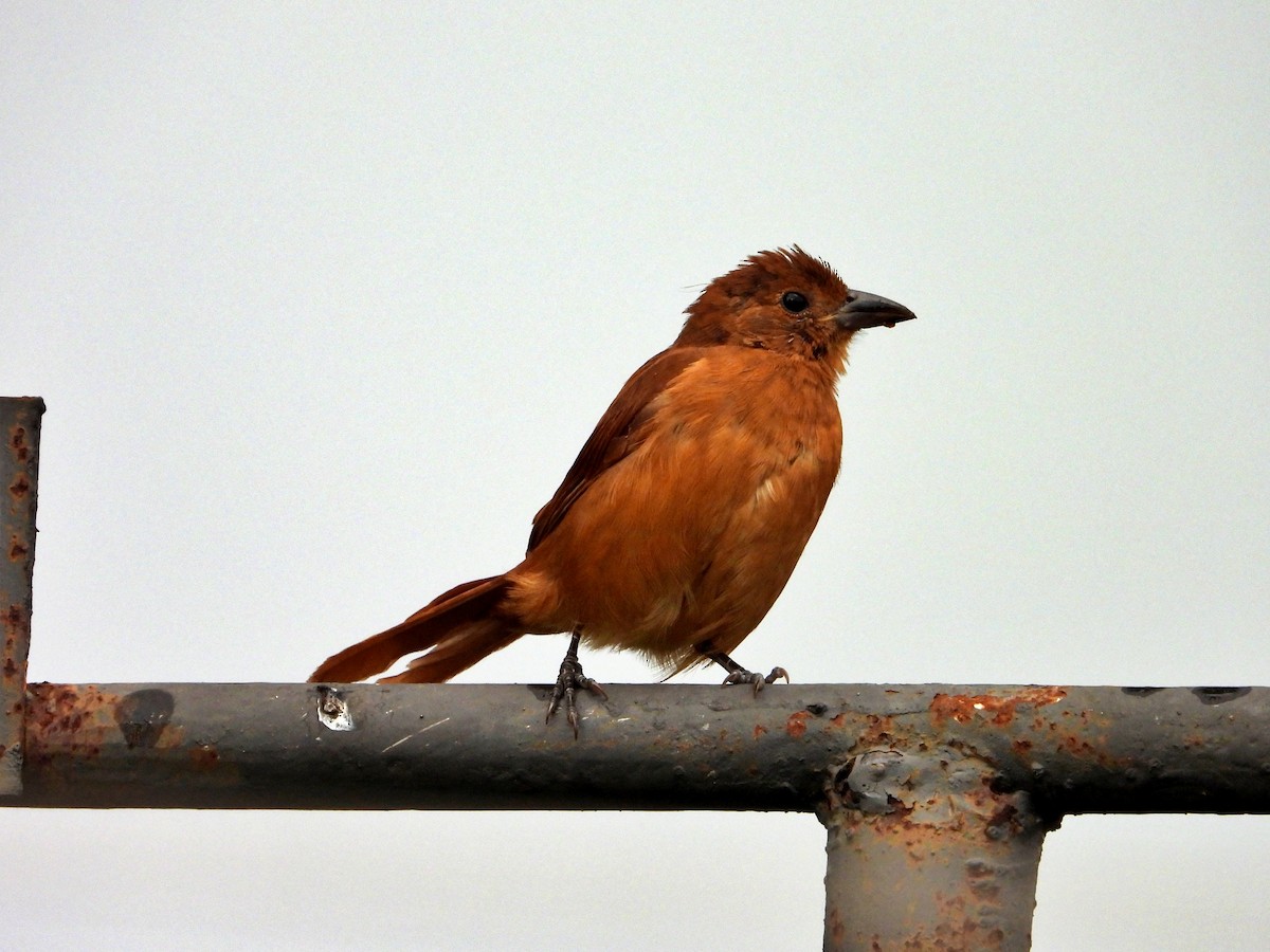 White-lined Tanager - ML624513730