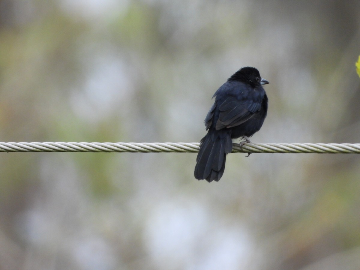 White-lined Tanager - ML624513753