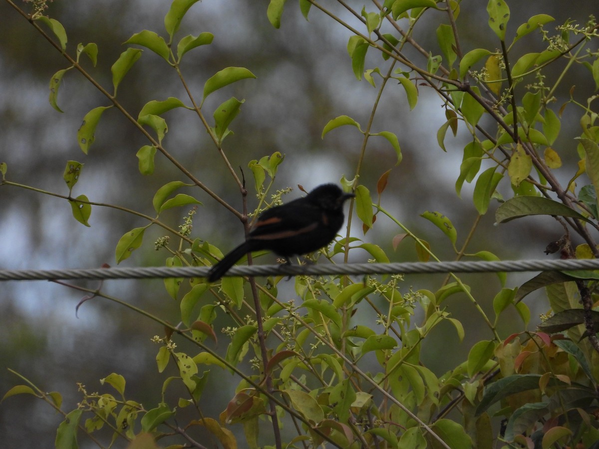 White-lined Tanager - ML624513754